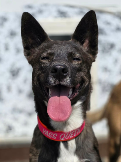 dog modeling layered biothane dog collar with custom text reading yass queen