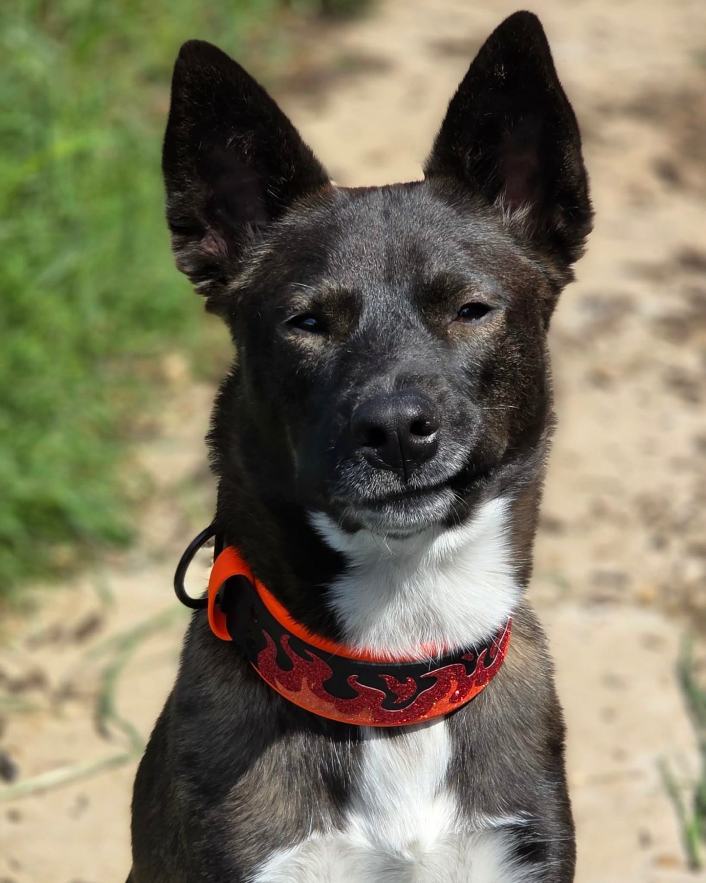 dog modeling layered biothane fire collar