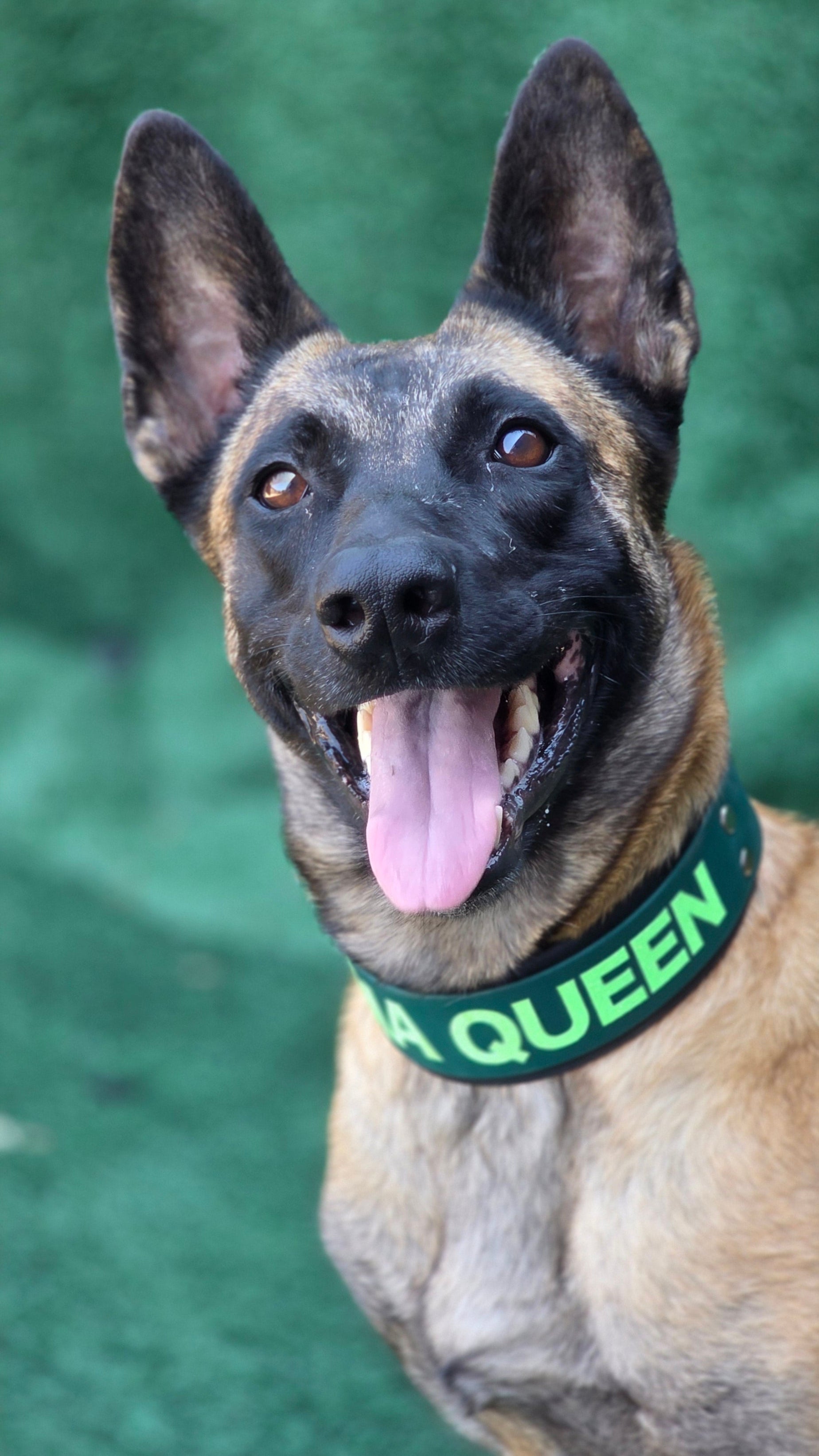 Belgian Malinois wearing a black and dark green layered biothane collar with DRAMA QUEEN text