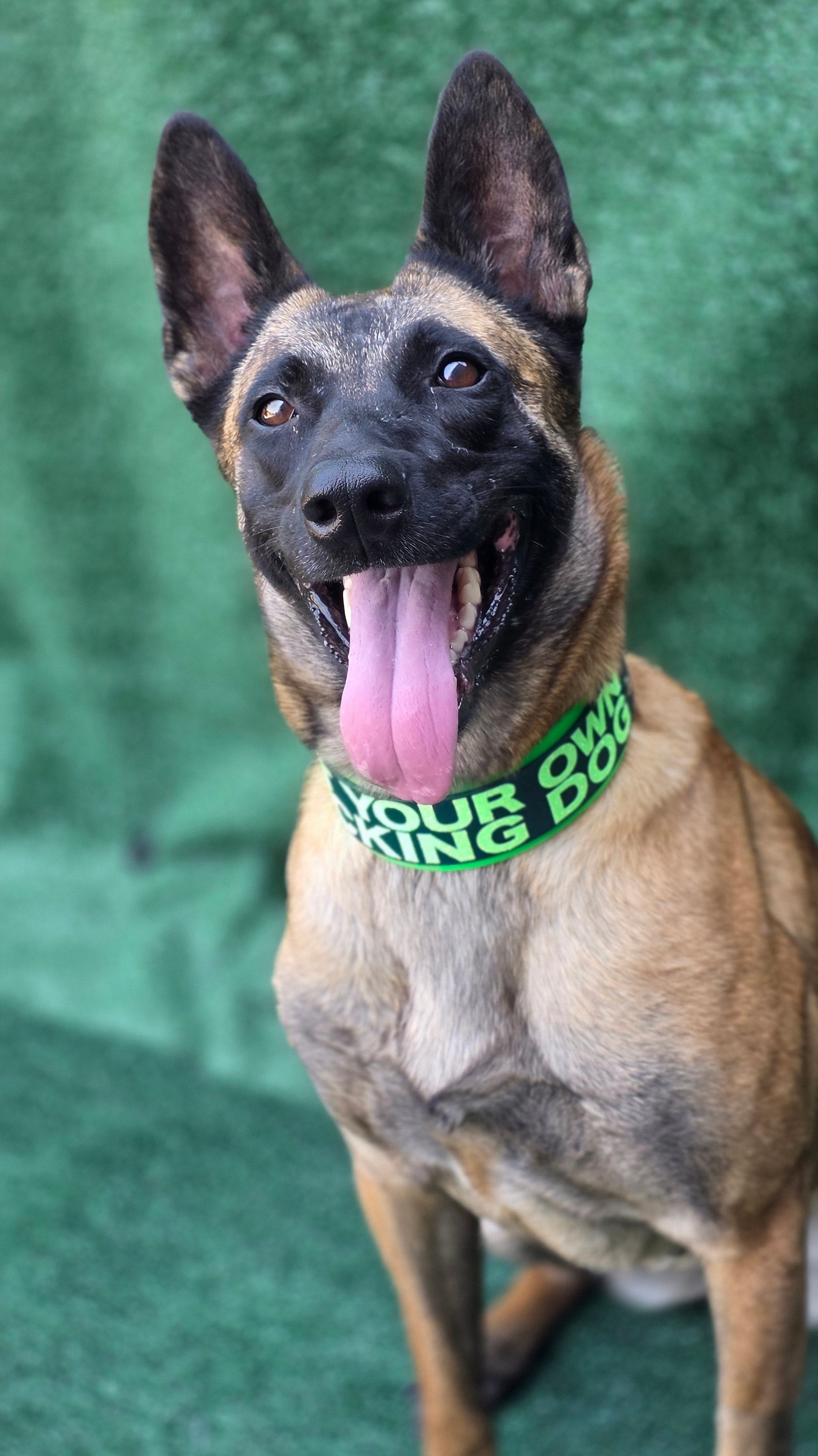 Belgian Malinois wearing a 2 inch wide light and dark green layered biothane dog collar with pet your on fucking dog text