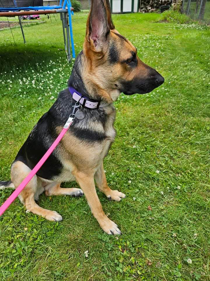 gsd modeling two tone biothane dog collar