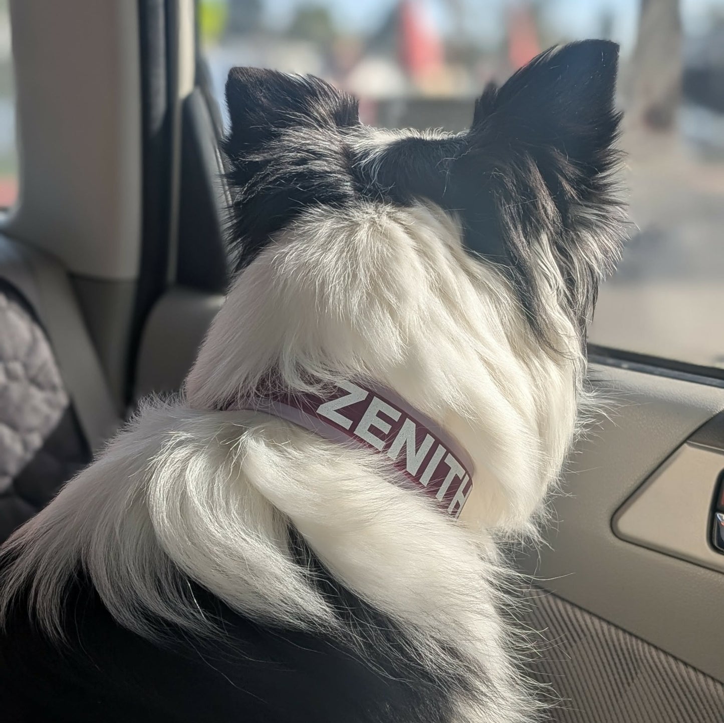 lavender and wine layered biothane dog collar with custom text on a black and white border collie looking out a car window