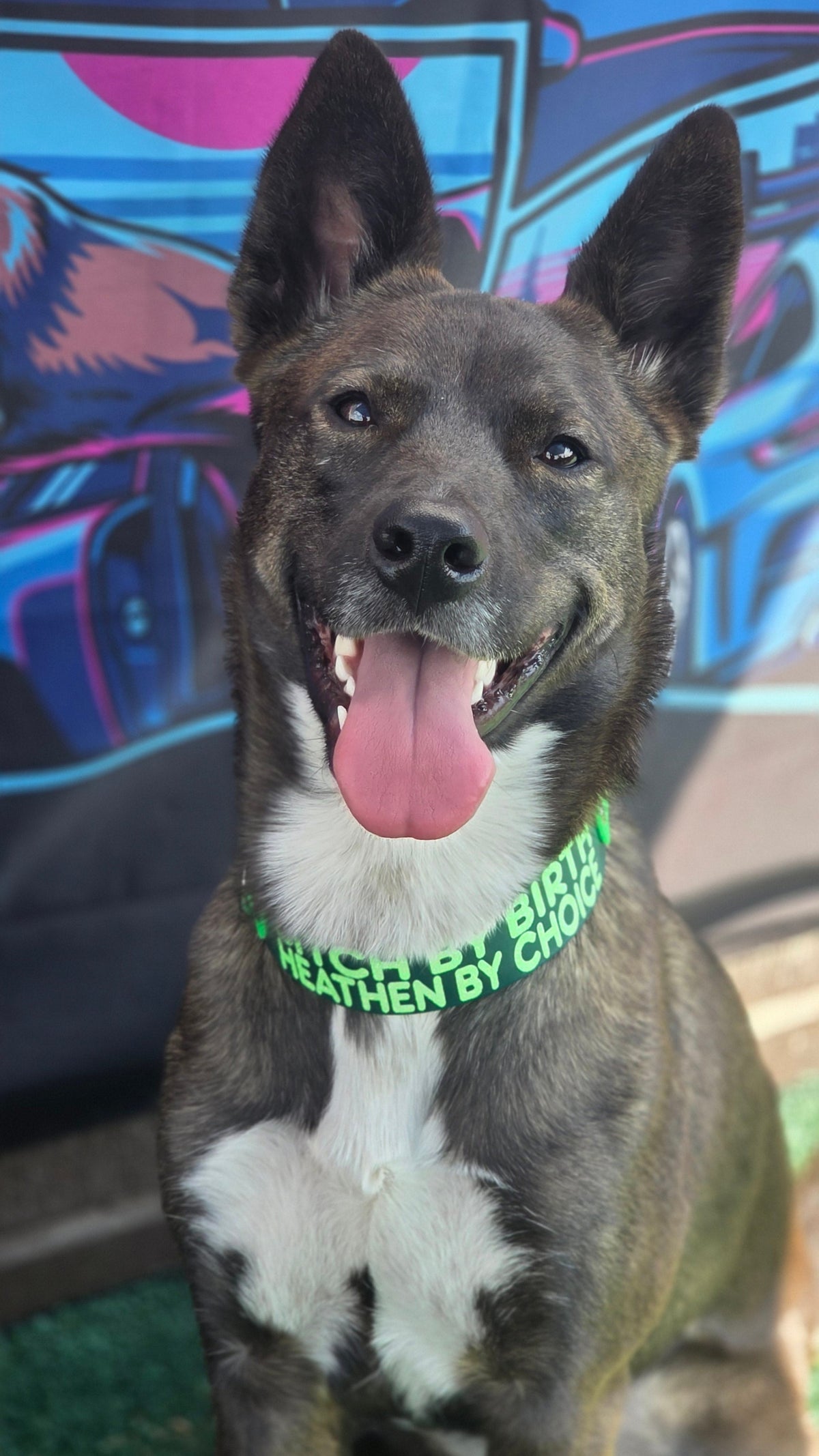 mix breed dog wearing tapered biothane chain martingale collar bitch by birth heathen by choice