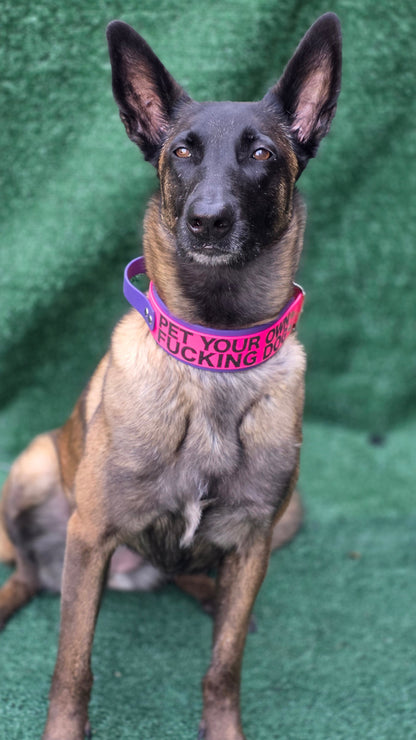 Belgian Malinois wearing a 2 inch wide biothane handle collar with text reading PET YOUR OWN FUCKING DOG