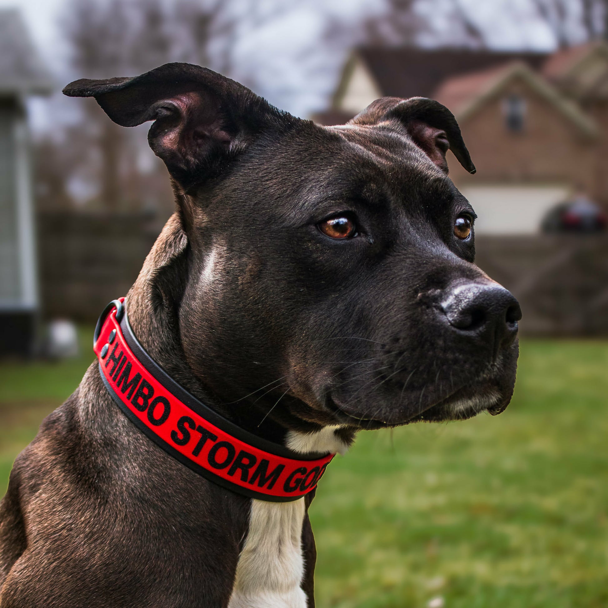 pit bull dog wearing a black and red layered biothane collar with custom text reading himbo storm god