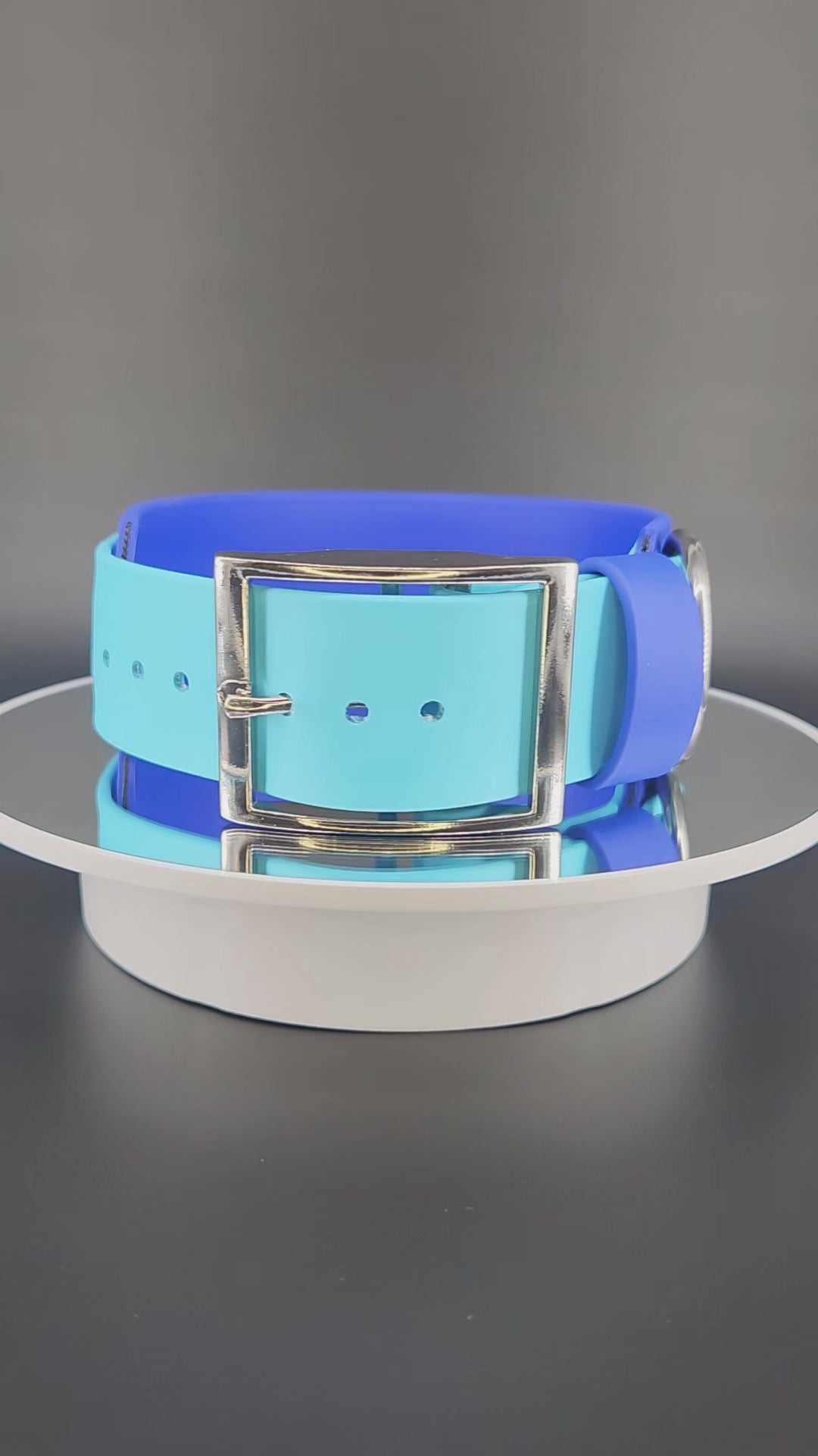2 inch wide royal and light blue layered biothane my teeth are bigger than your dick dog collar