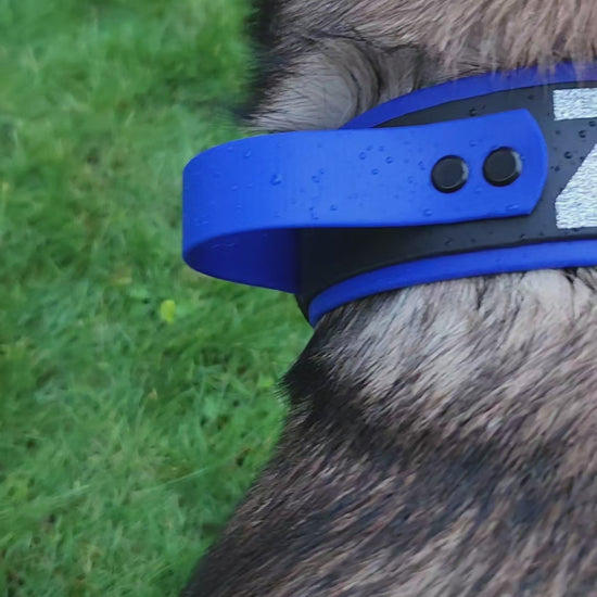 2 inch wide royal blue and black layered biothane dog collar with quick release cobra buckle and tactical handle