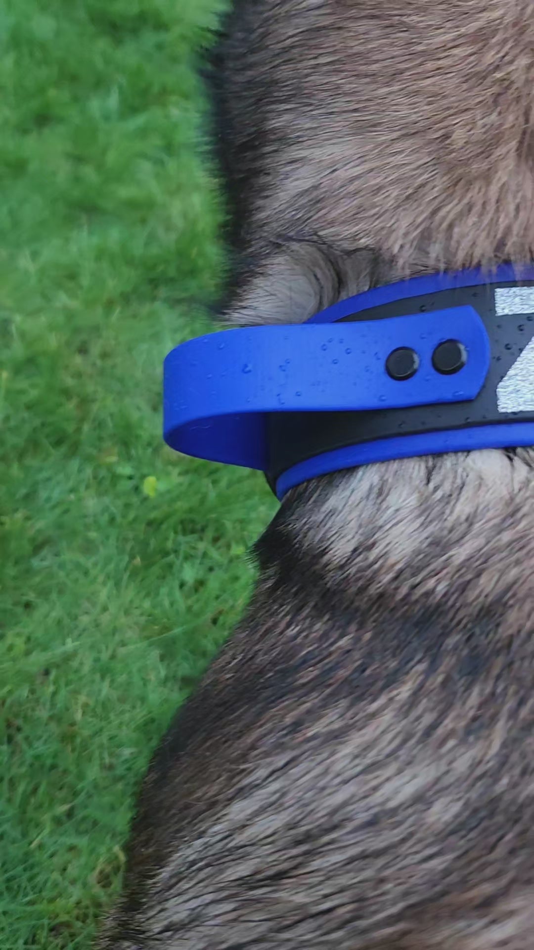 2 inch wide royal blue and black layered biothane dog collar with quick release cobra buckle and tactical handle