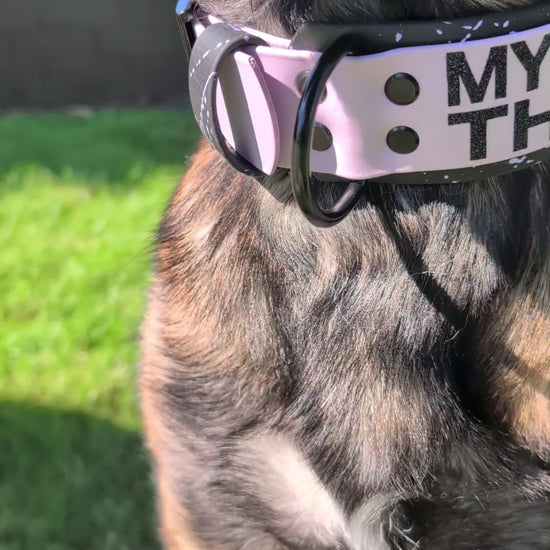 belgian malinois modeling auto-locking carabiner clip dog leash