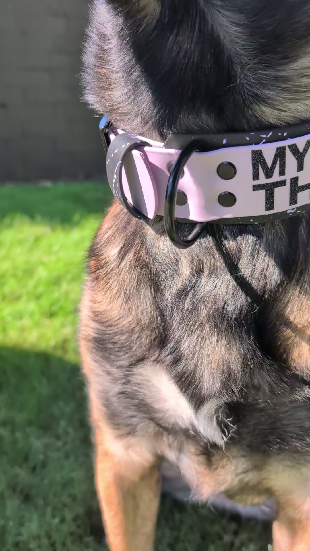 belgian malinois modeling auto-locking carabiner clip dog leash