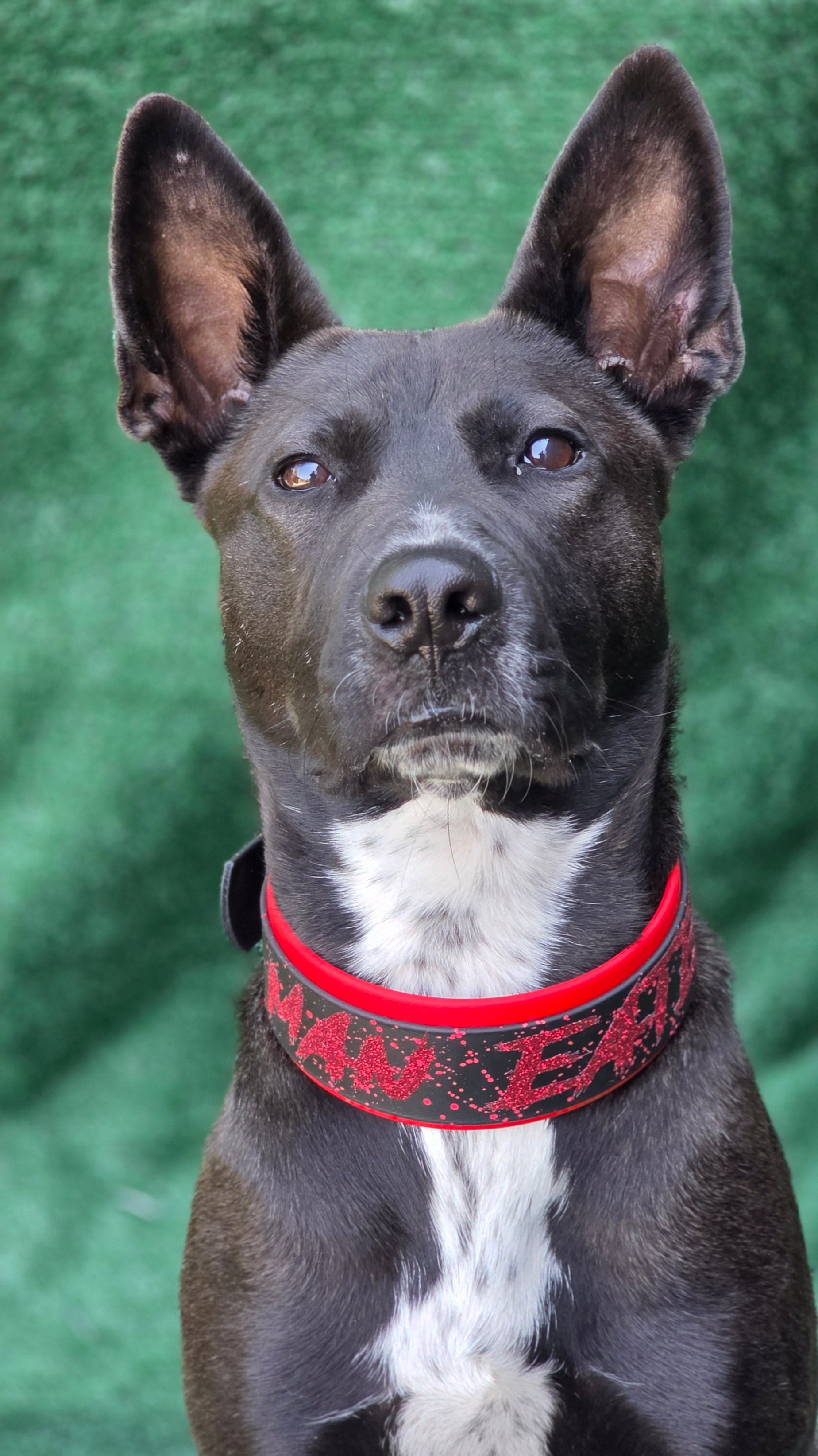 2 inch wide red and black layered biothane dog collar with glitter man eater text and red splatter paint