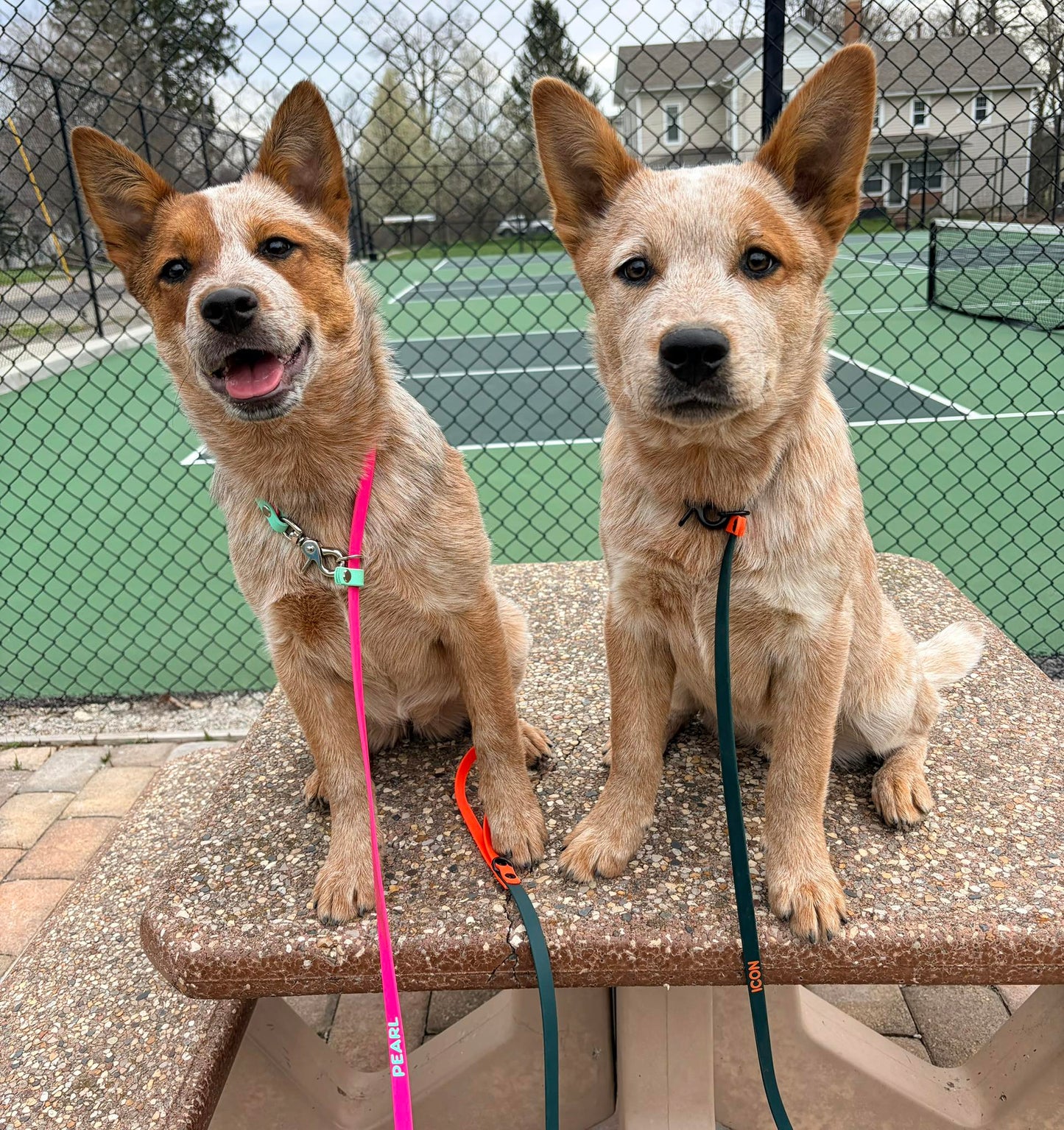 red heeler cattle dogs wearing biothane convertible slip leads made by outer space dog gear