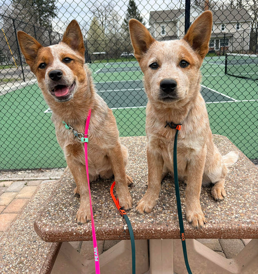red heeler cattle dogs wearing biothane convertible slip leads made by outer space dog gear