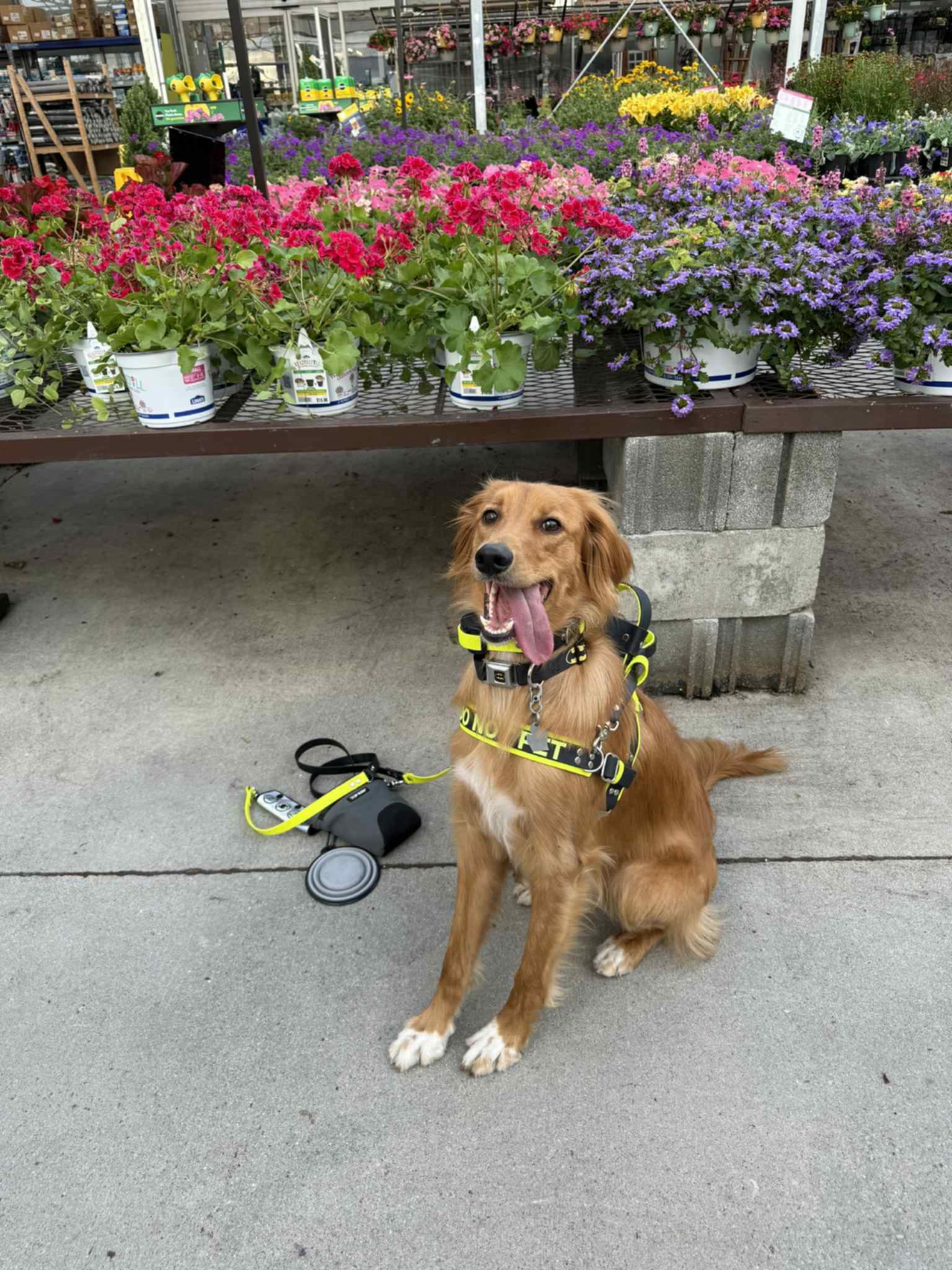 service dog wearing straight front biothane service dog harness