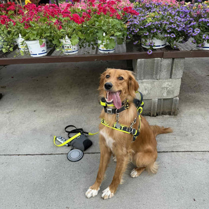 service dog wearing straight front biothane service dog harness