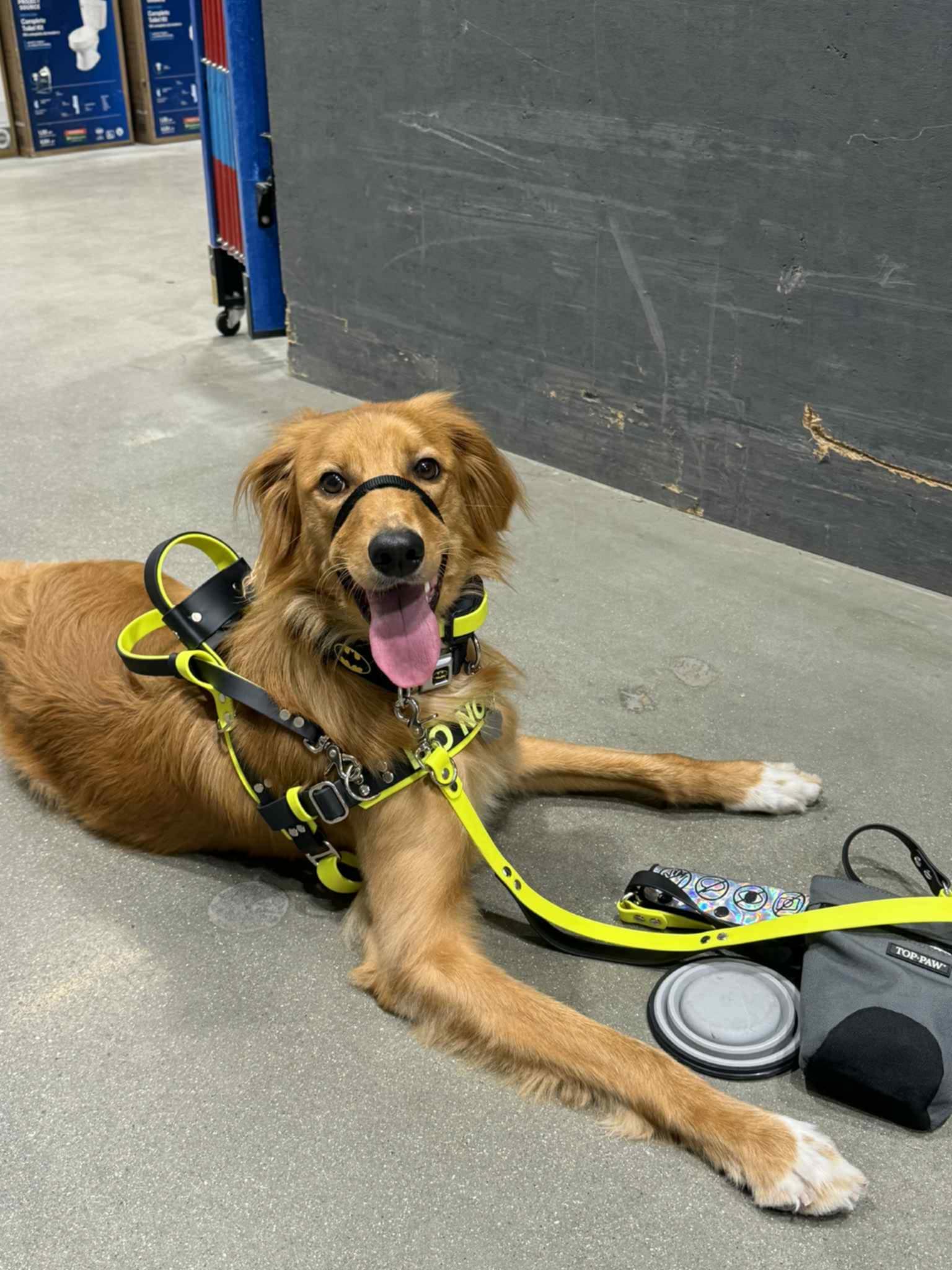 service dog wearing straight front mobility harness