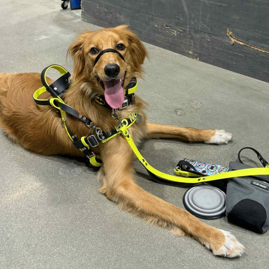 service dog wearing straight front mobility harness