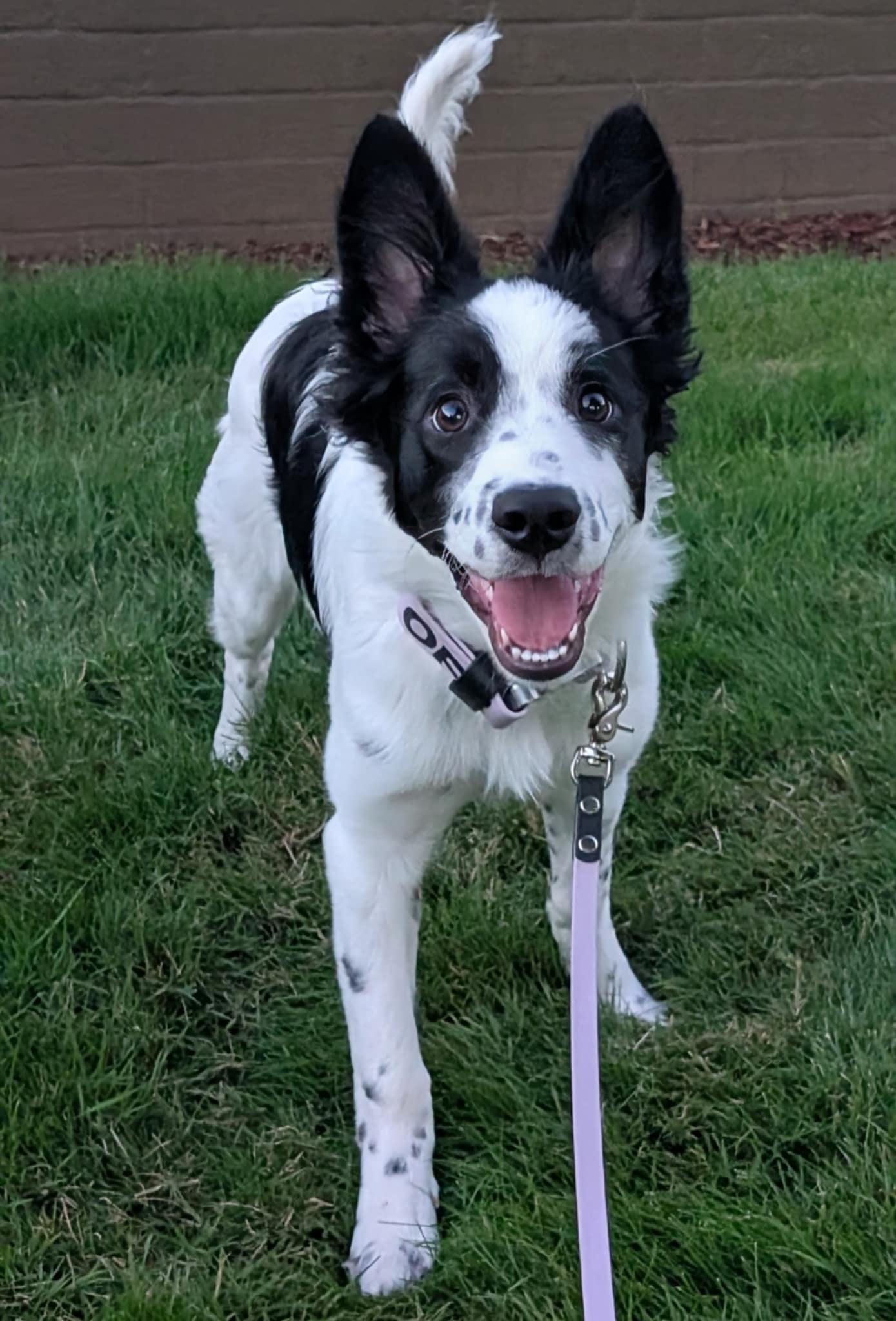 smiling puppy with lavendar biothane dog leash