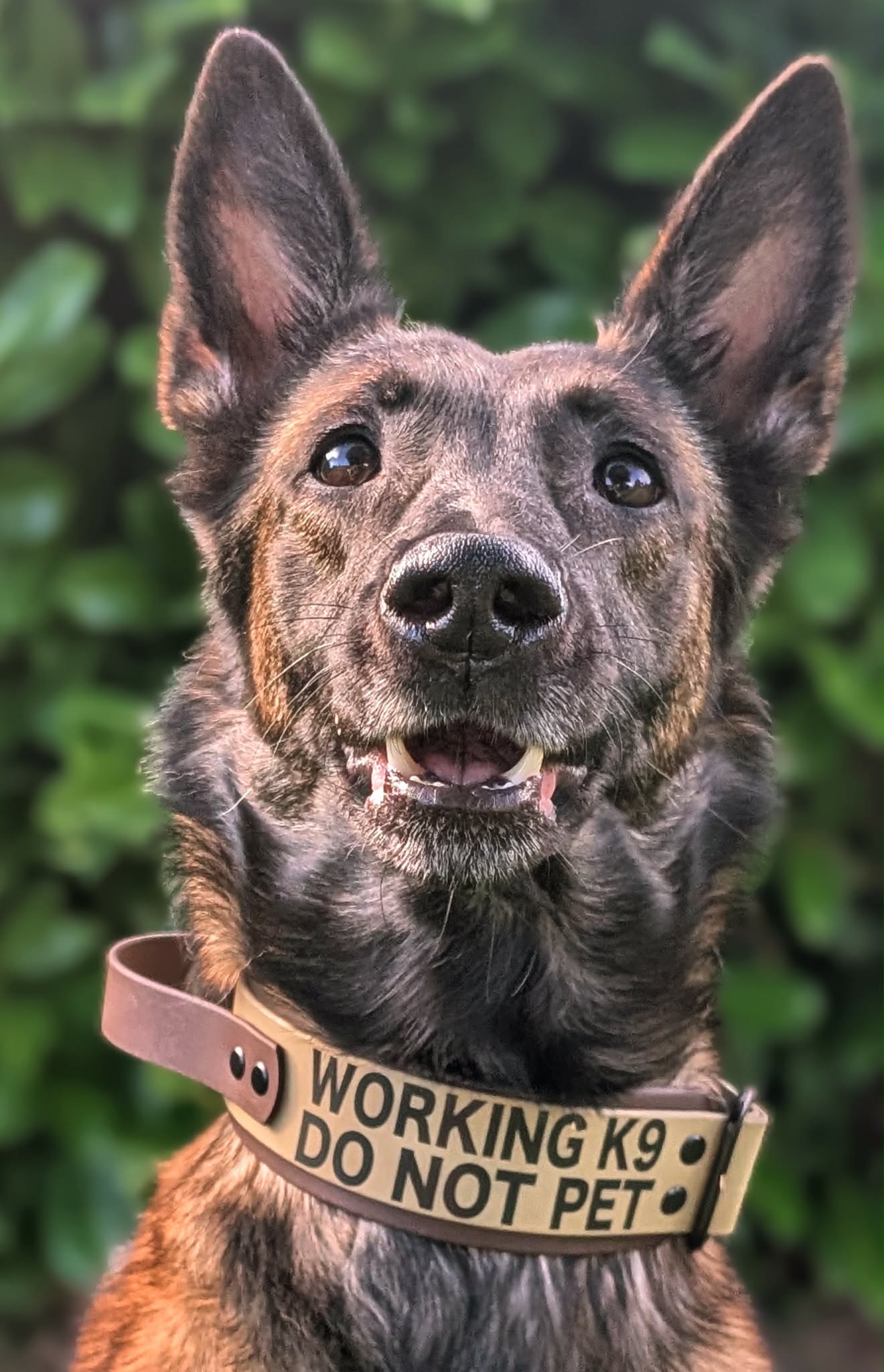 working k9 do not pet handle collar on belgian malinois